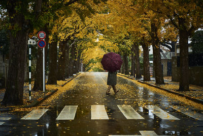 Person with umbrella crossing wet road amidst trees during autumn