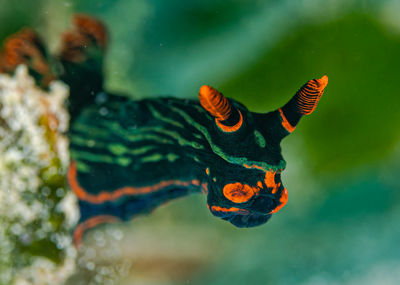 Close up of nudibranch sea slug