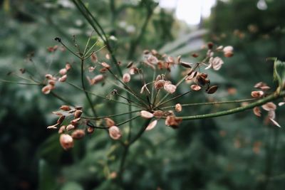 Close-up of flowering plant