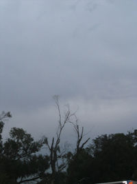 Low angle view of silhouette trees against sky