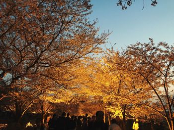 Low angle view of silhouette trees against sky during autumn