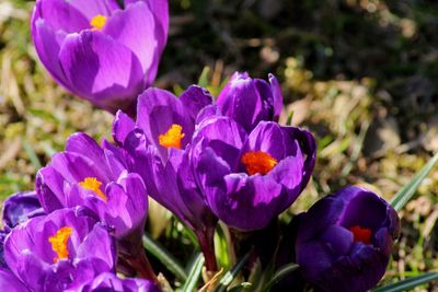 Close-up of purple crocus flowers