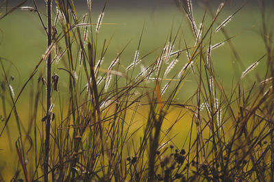 Close-up of lizard on grass