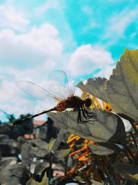 Close-up of butterfly on plant