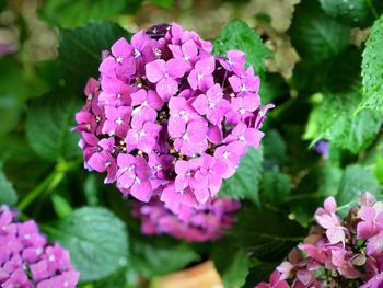 Close-up of pink hydrangea flowers