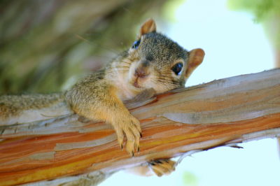 Close-up of an animal