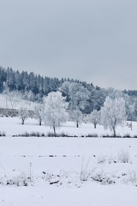 Trees on snow covered field against sky