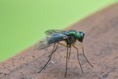 Close-up of insect