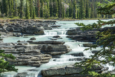 Scenic view of waterfall in forest