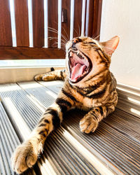 Close-up of a cat yawning