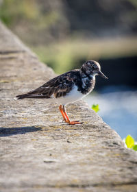 Close-up of bird perching on wood