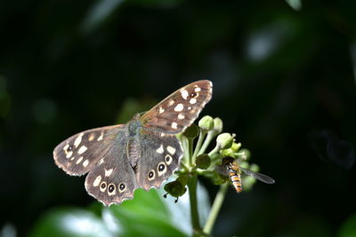 Close-up of butterfly pollinating on plant