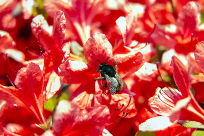 Close-up of bee pollinating on red flower