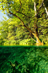 Scenic view of lake amidst trees in forest