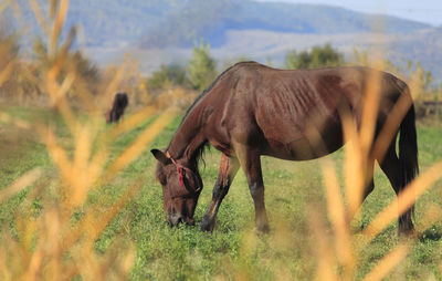 Horse grazing in an autumn field.selective focus is on the horse,through the out of focus bush.
