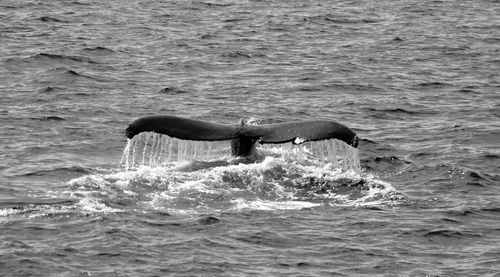 Horse swimming in sea