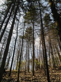 Low angle view of bamboo trees in forest