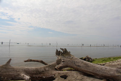 Trunks of trees by the seaside