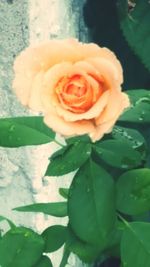 Close-up of rose