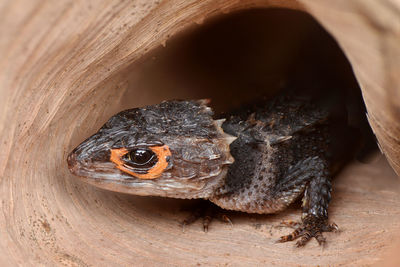 Close-up of turtle