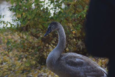 Close-up of swan