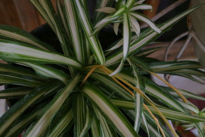 Full frame shot of fresh green plants