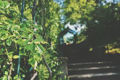 Plants and trees in forest