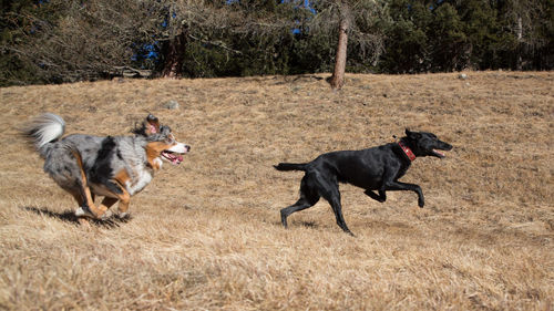 Dogs on dirt road