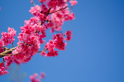 Low angle view of cherry blossom against blue sky