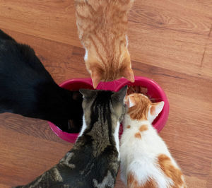 High angle view of a cat