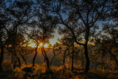 Silhouette trees on field against sky