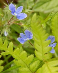 Close-up of purple flowers