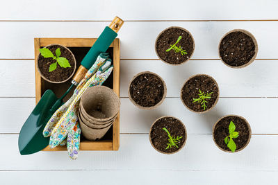 Potted flower seedlings growing in biodegradable peat. plastic free, gardening concept. 