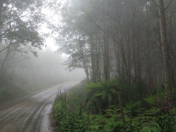 Road amidst trees in forest against sky