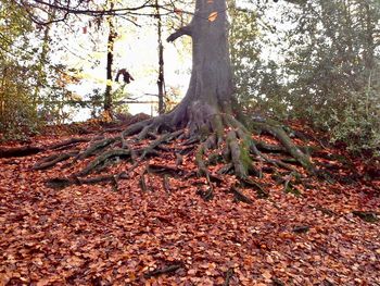 Tree trunk