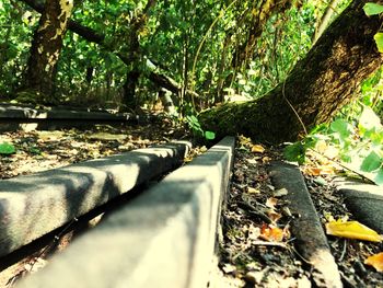 Close-up of tree trunk in forest