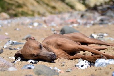 Dog relaxing on beach