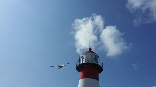 Low angle view of seagull flying against sky