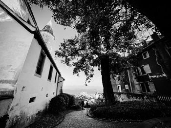 Tree by building against sky