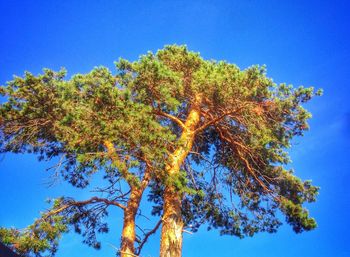 Low angle view of trees against clear blue sky