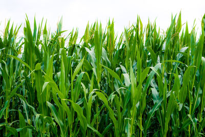 Crops growing on field against sky