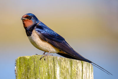 Close-up of bird perching on wood against sky