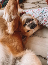 Dog resting on bed at home