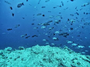 Fish swimming in sea