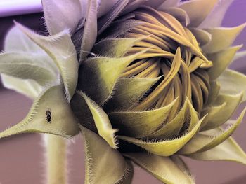 High angle view of flowering plant