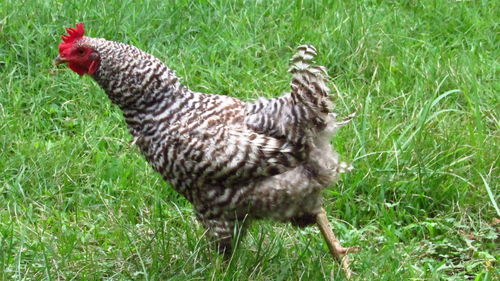 Side view of a bird on field