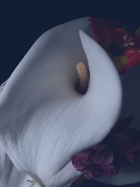 Close-up of white flower blooming outdoors