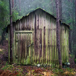 Old shed in forest