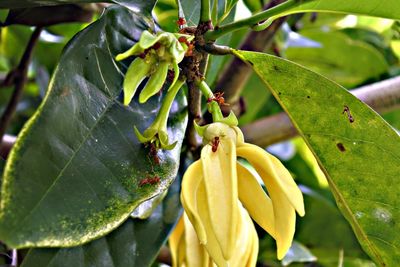 Close-up of fruit growing on plant