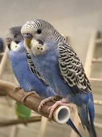 Close-up of two birds perching